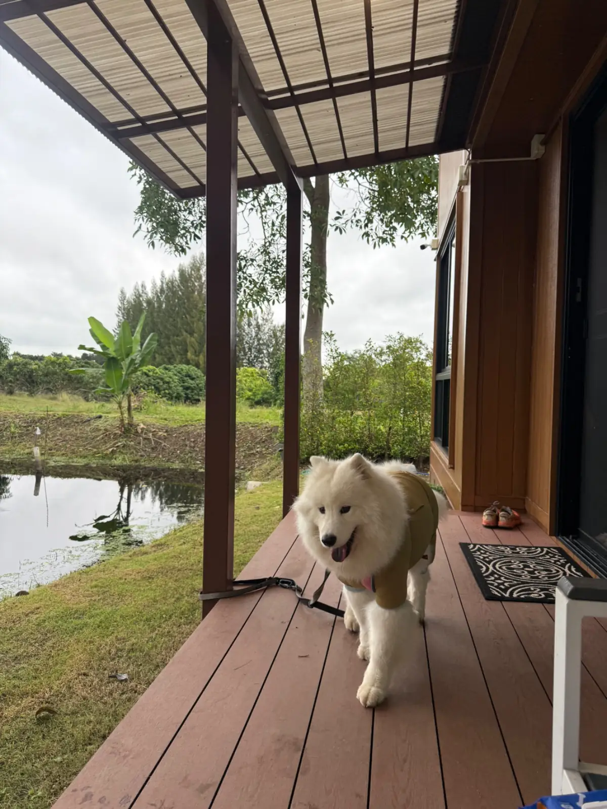 บ้านจันทร์ประดับ เขาใหญ่ pets image 3