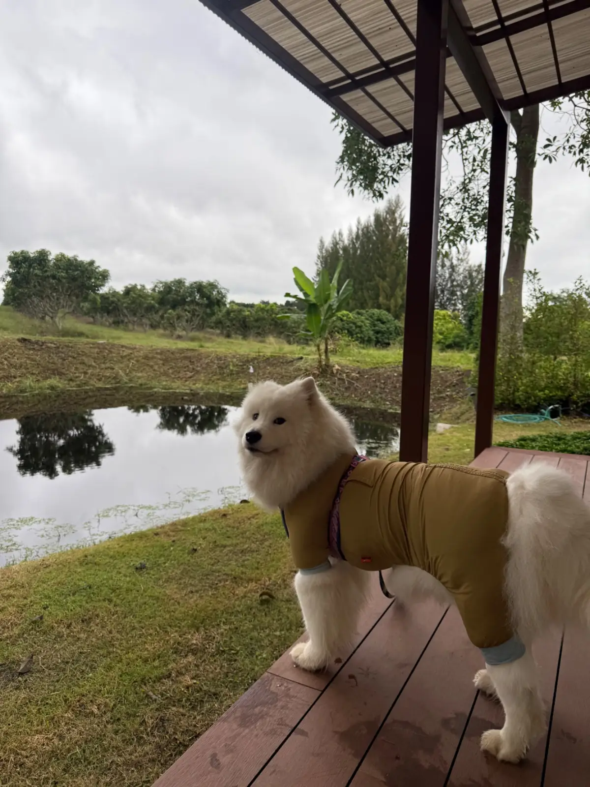บ้านจันทร์ประดับ เขาใหญ่ pets image 4