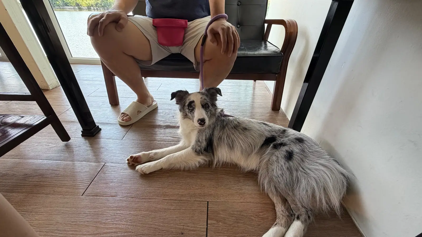 Sarata Café & Bistro pets image 1