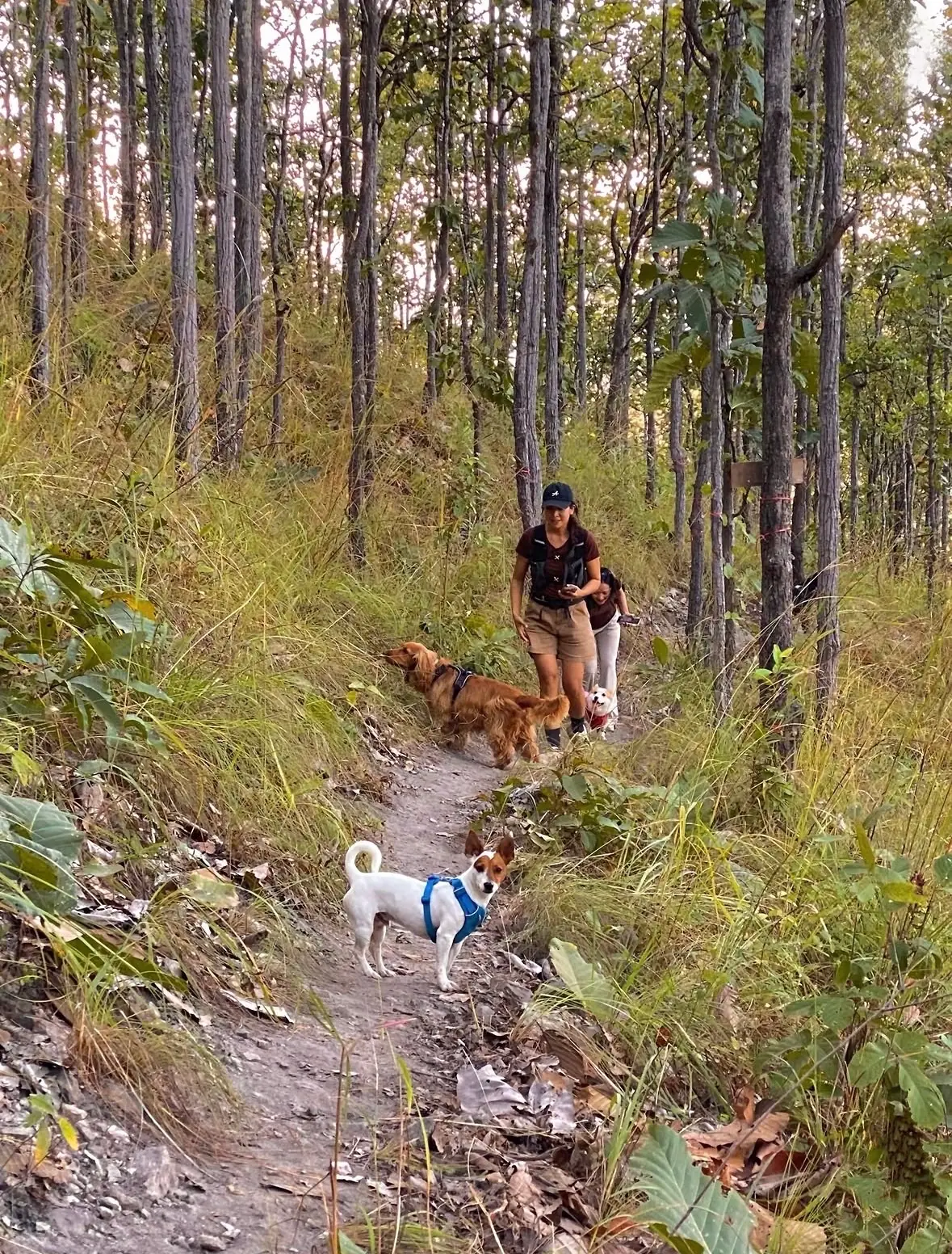 Himpha Camping & Cafe pets image 1