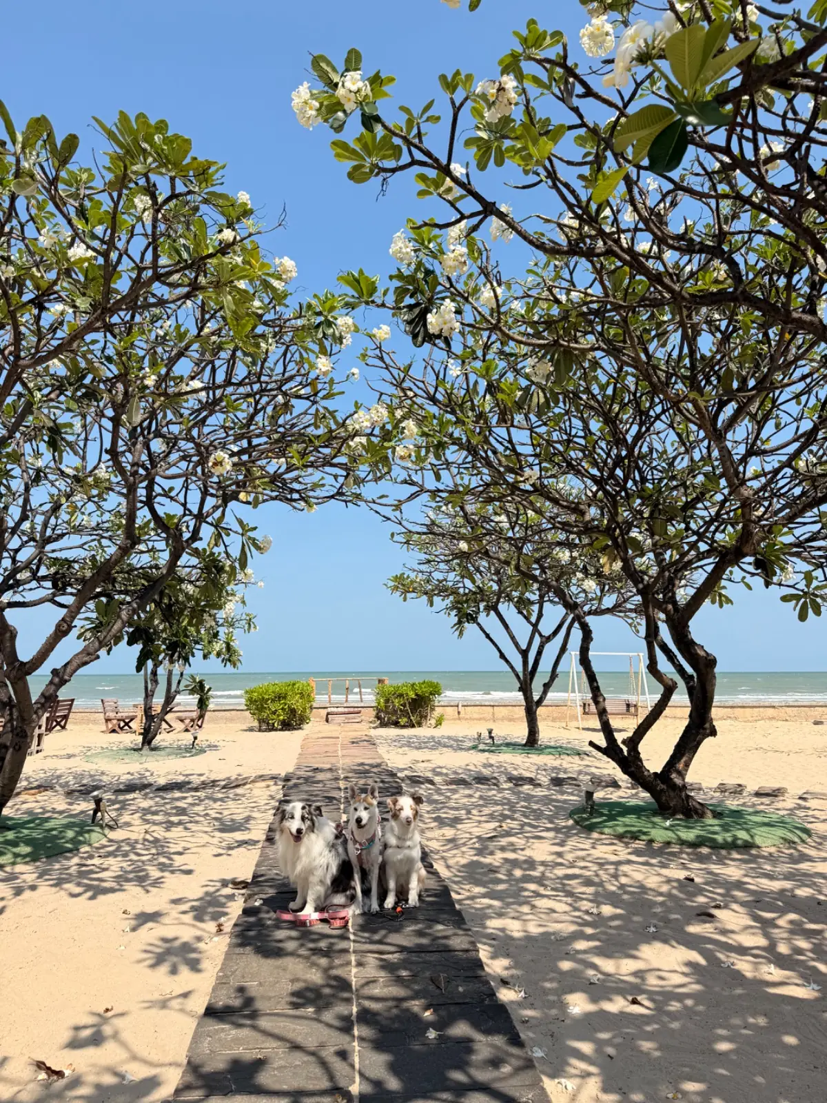 Chomtalay Beach Restaurant pets image 1