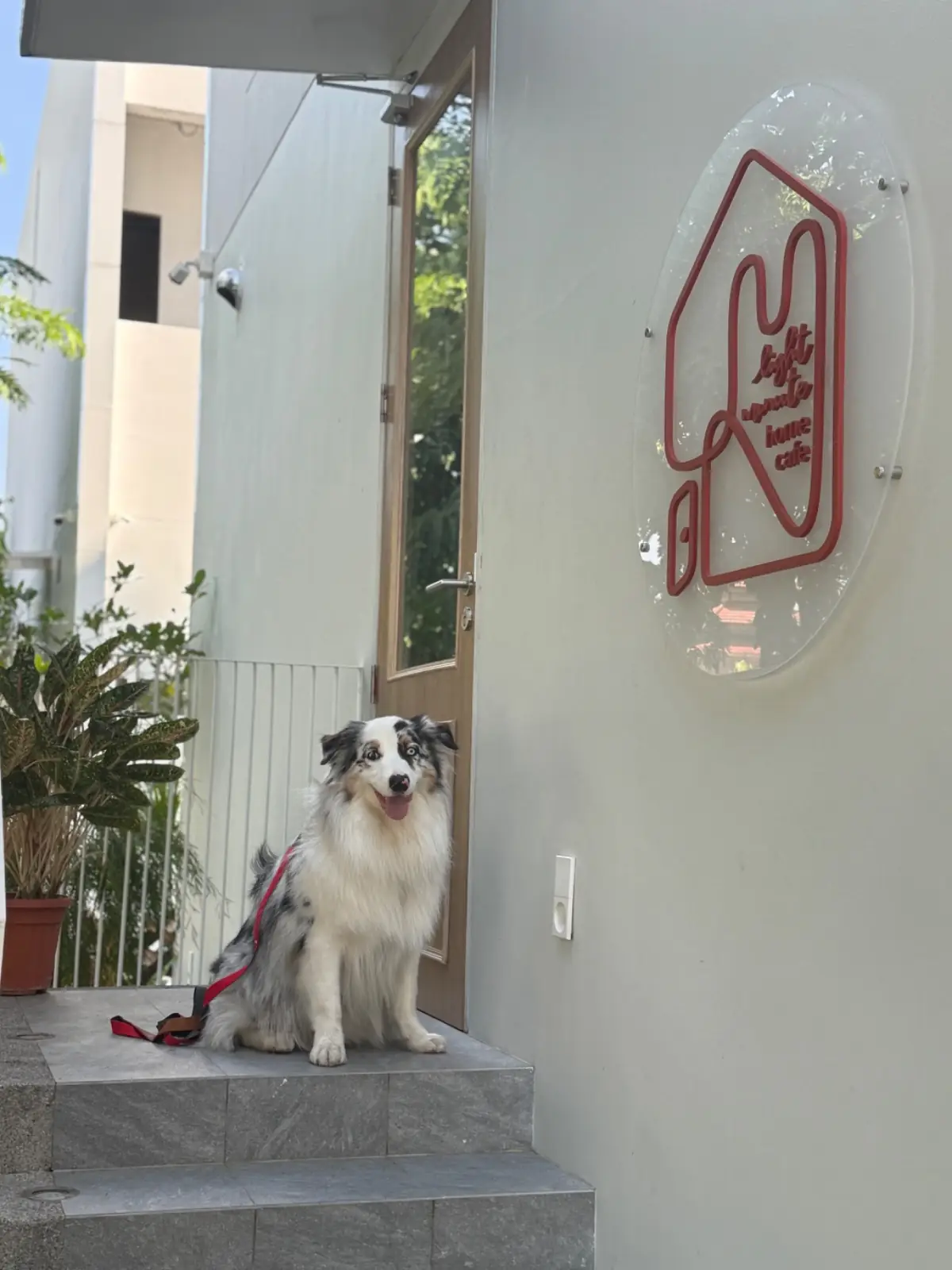 ไลท์ มินิท โฮม คาเฟ่ pets image 1