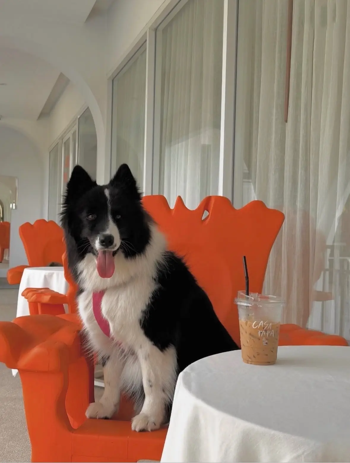 CASA PAPA Home&Space pets image 3