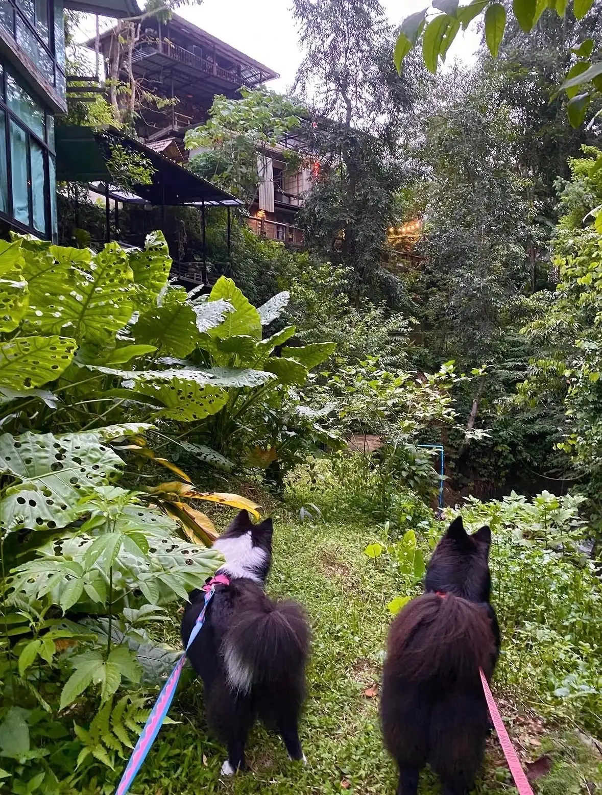 Shinrin-yoku Chiang Mai pets image 4