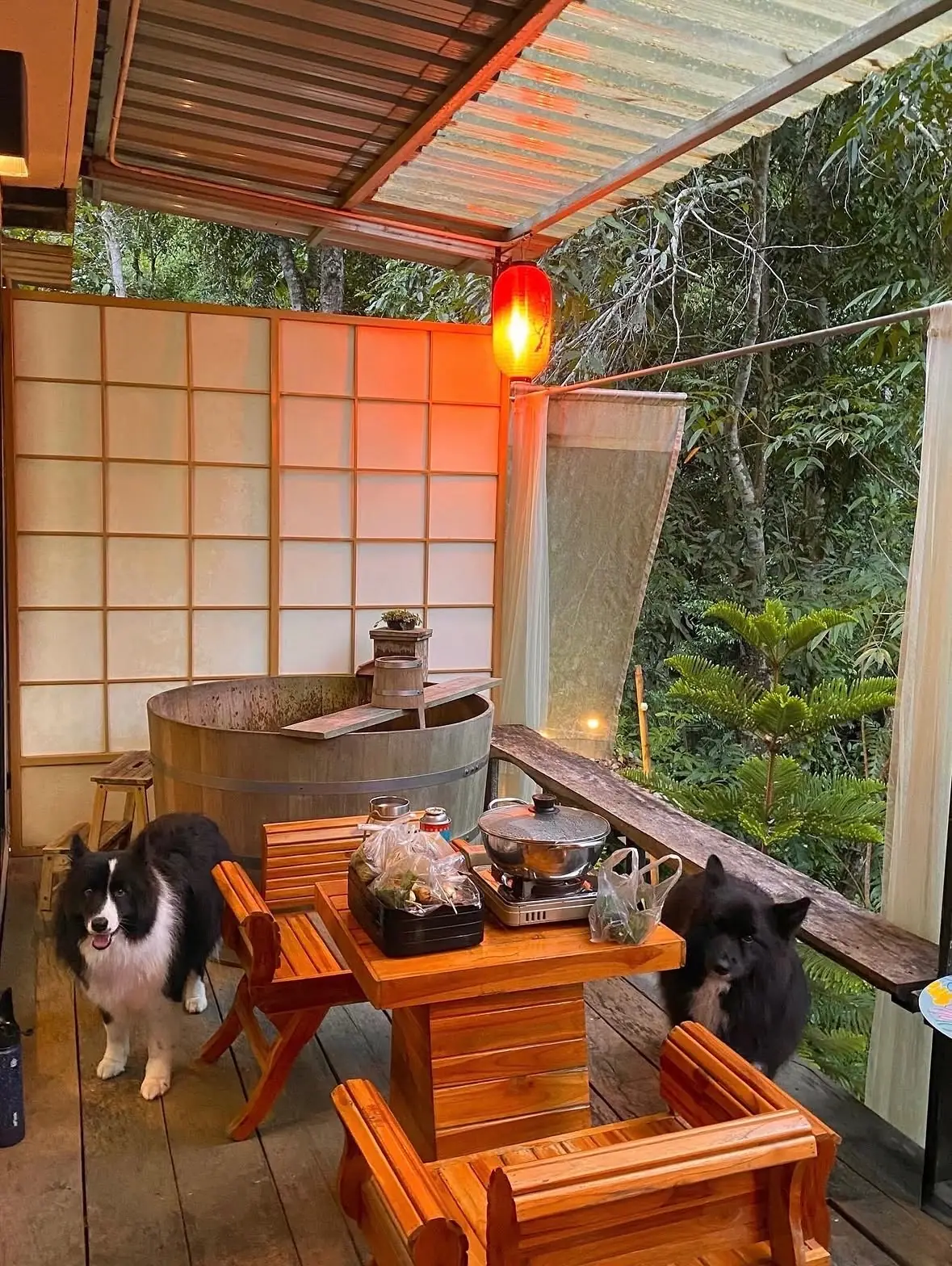 Shinrin-yoku Chiang Mai pets image 3