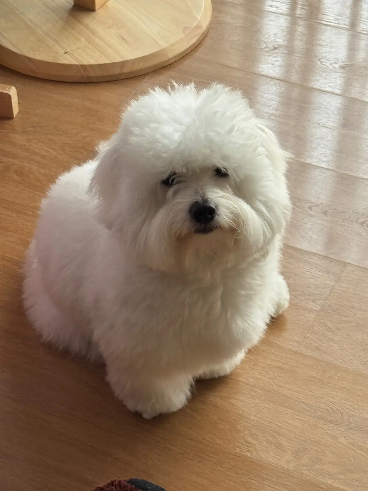 ก๋วยเตี๋ยว "แซว" pets image 1