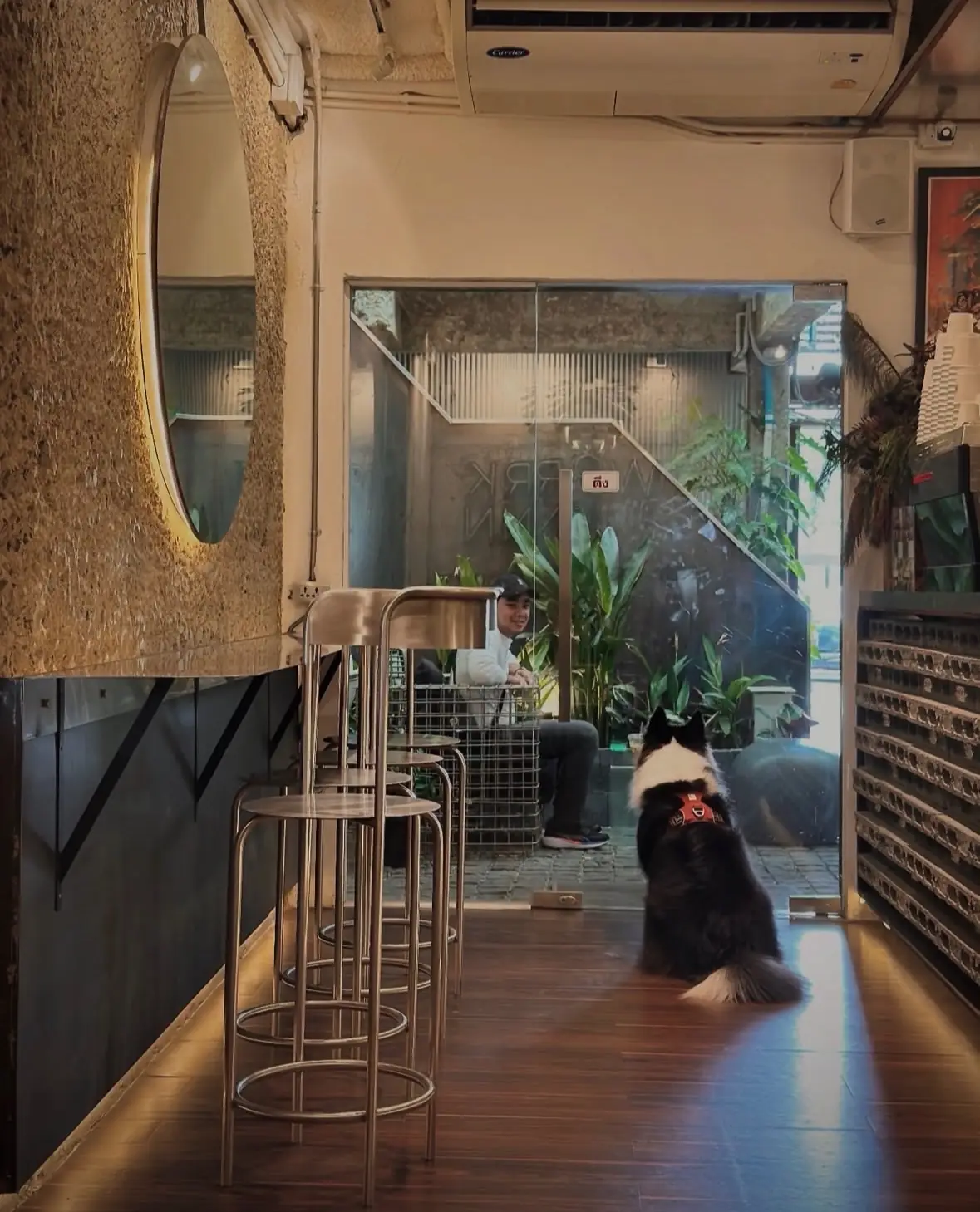 Nordlys Coffee pets image 7