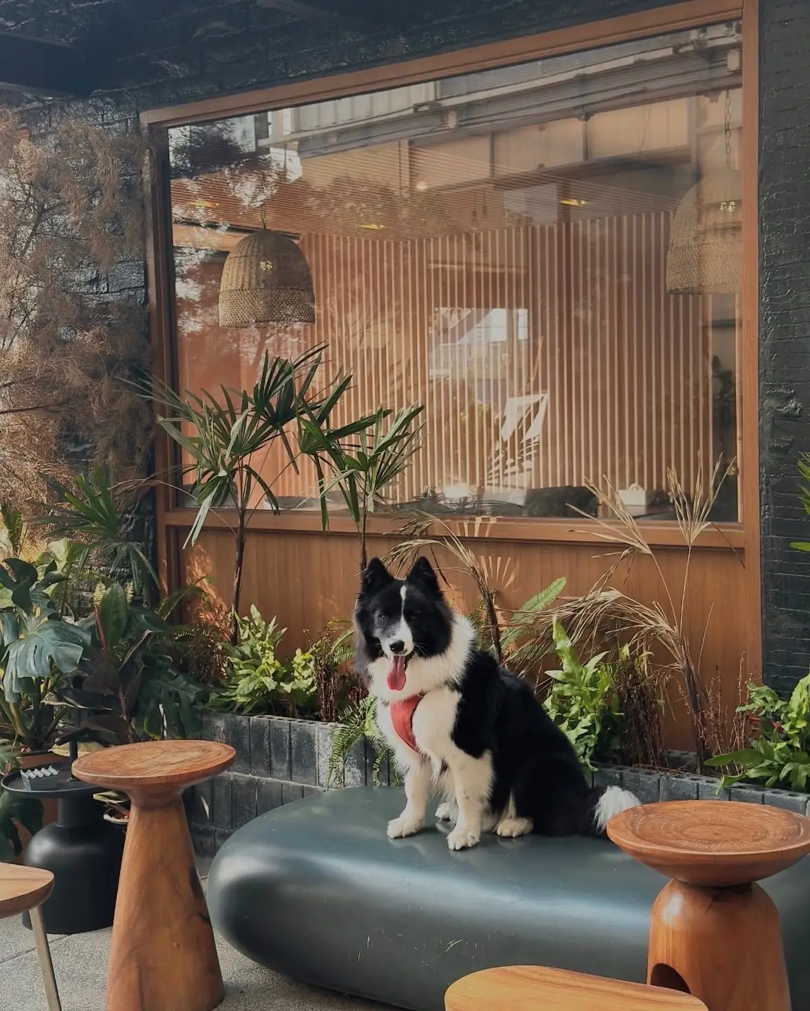 Nordlys Coffee pets image 2