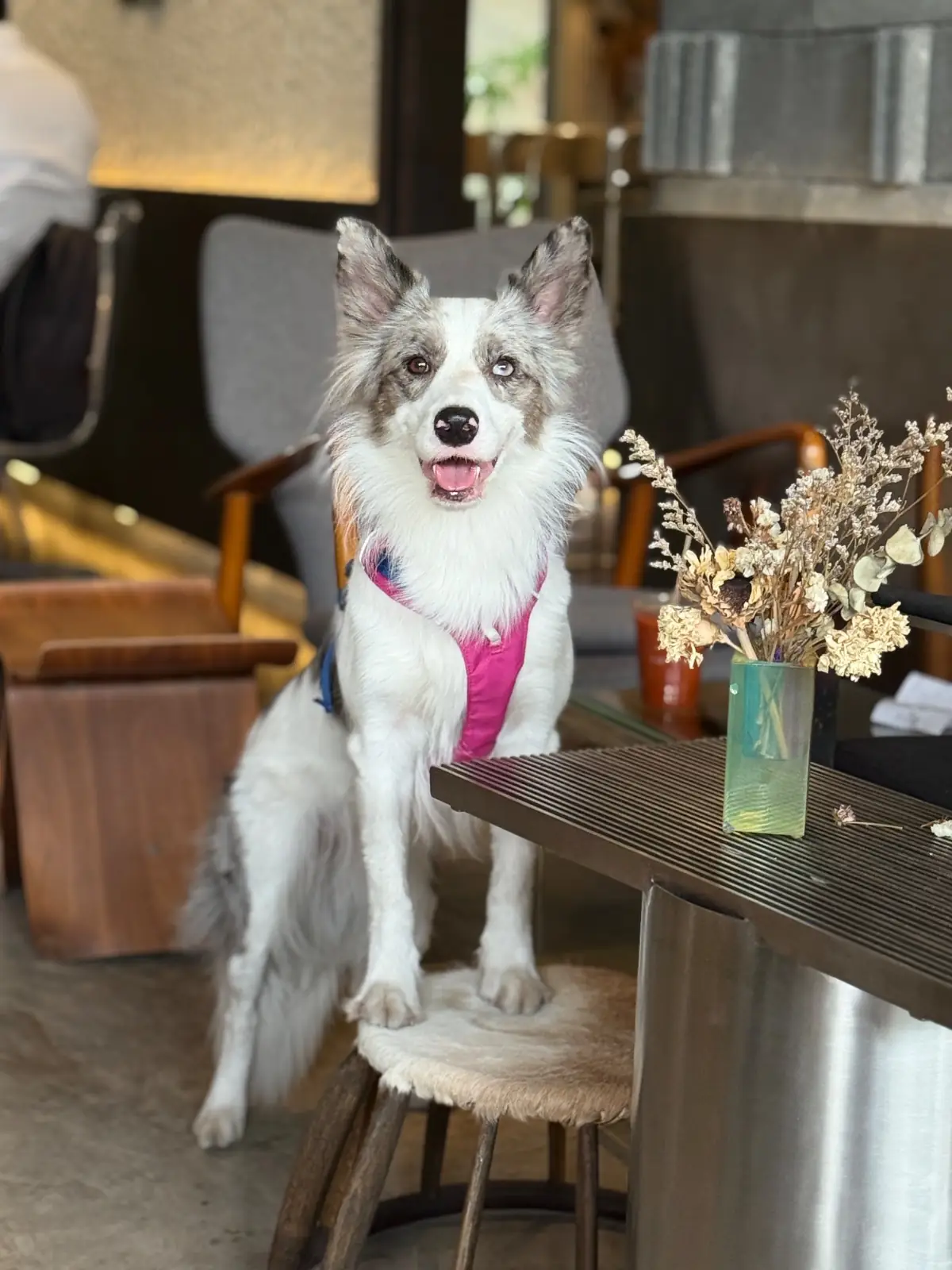 Nordlys Coffee pets image 3