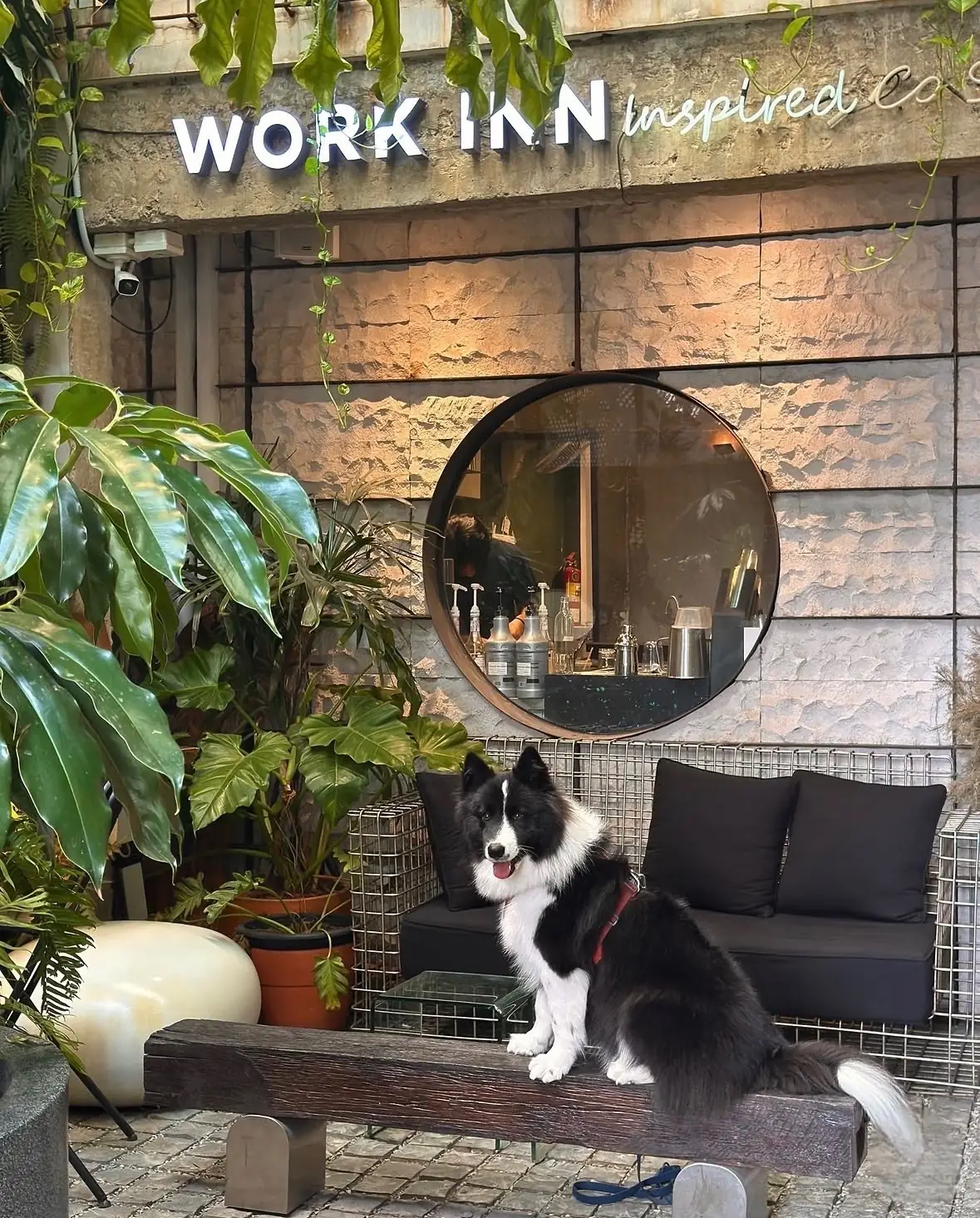 Nordlys Coffee pets image 8