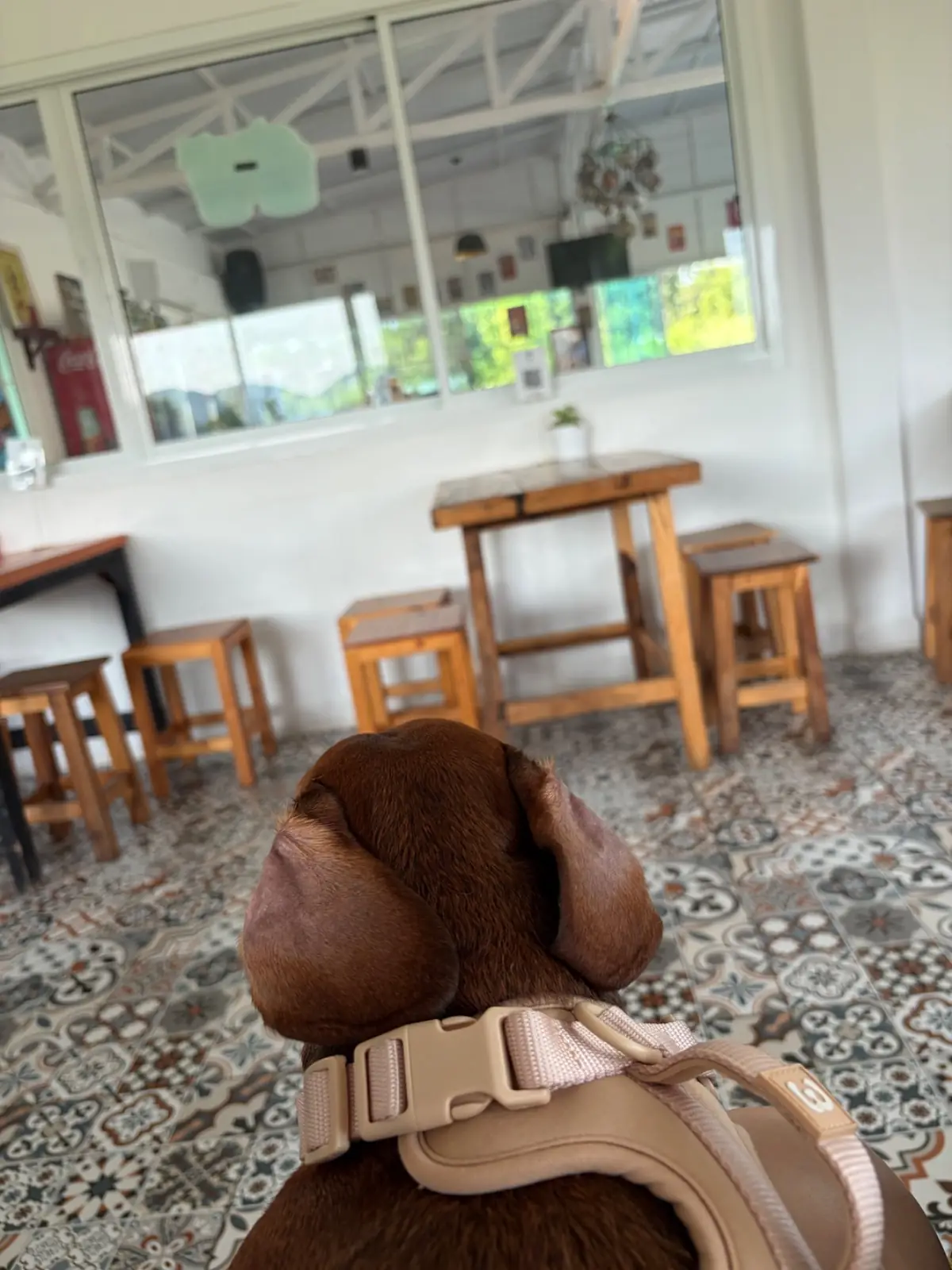 บ้านทะเล กะเพราโคตรปู - หัวหิน pets image 1
