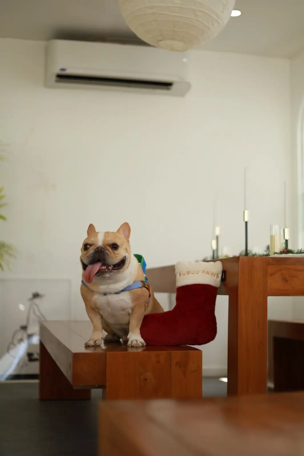 R House pets image 1