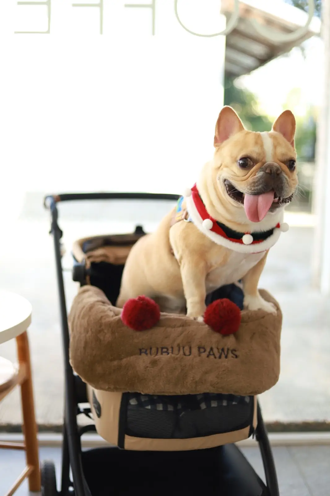 R House pets image 3