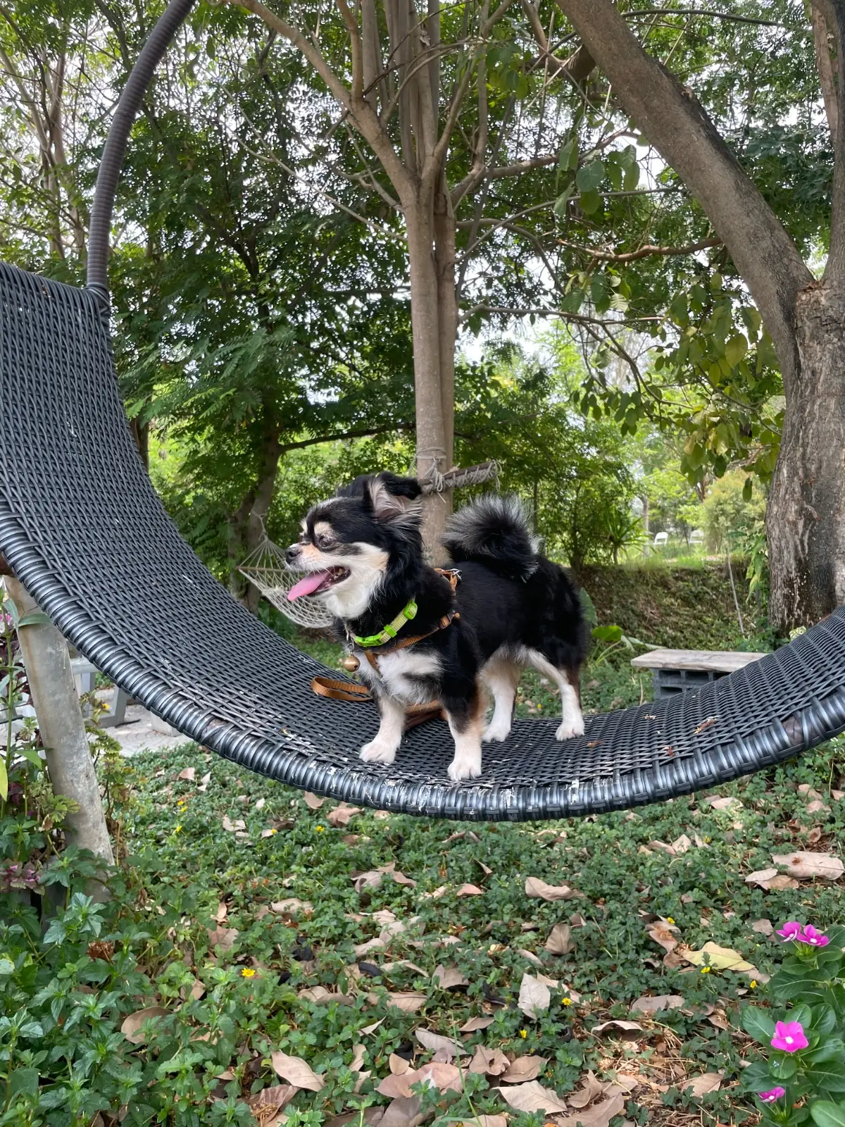 Journey Burger pets image 1