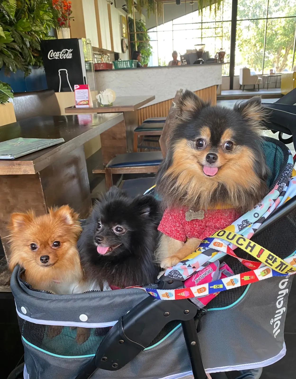 Hinghoy Harmony pets image 2