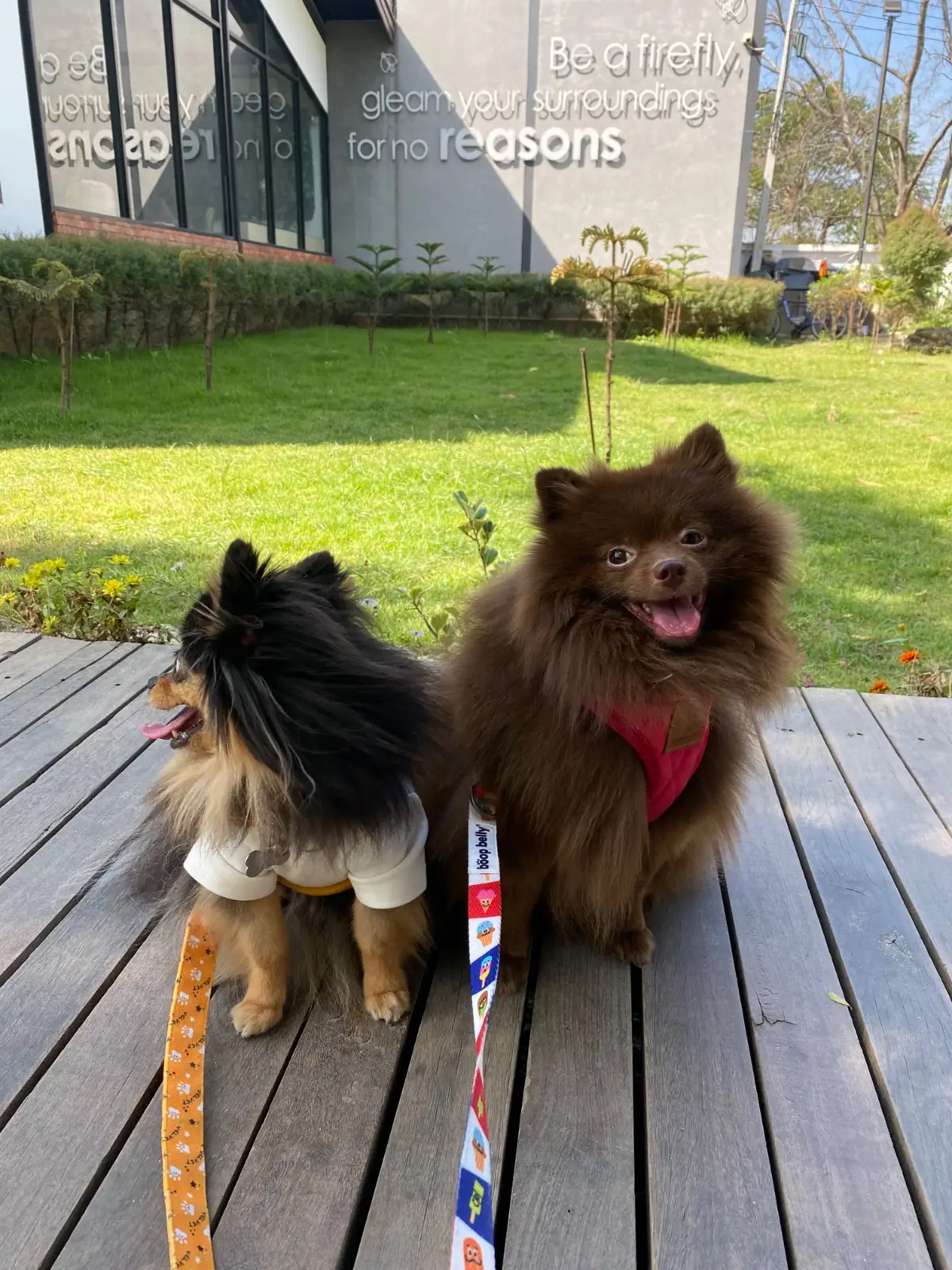 Hinghoy Harmony pets image 1