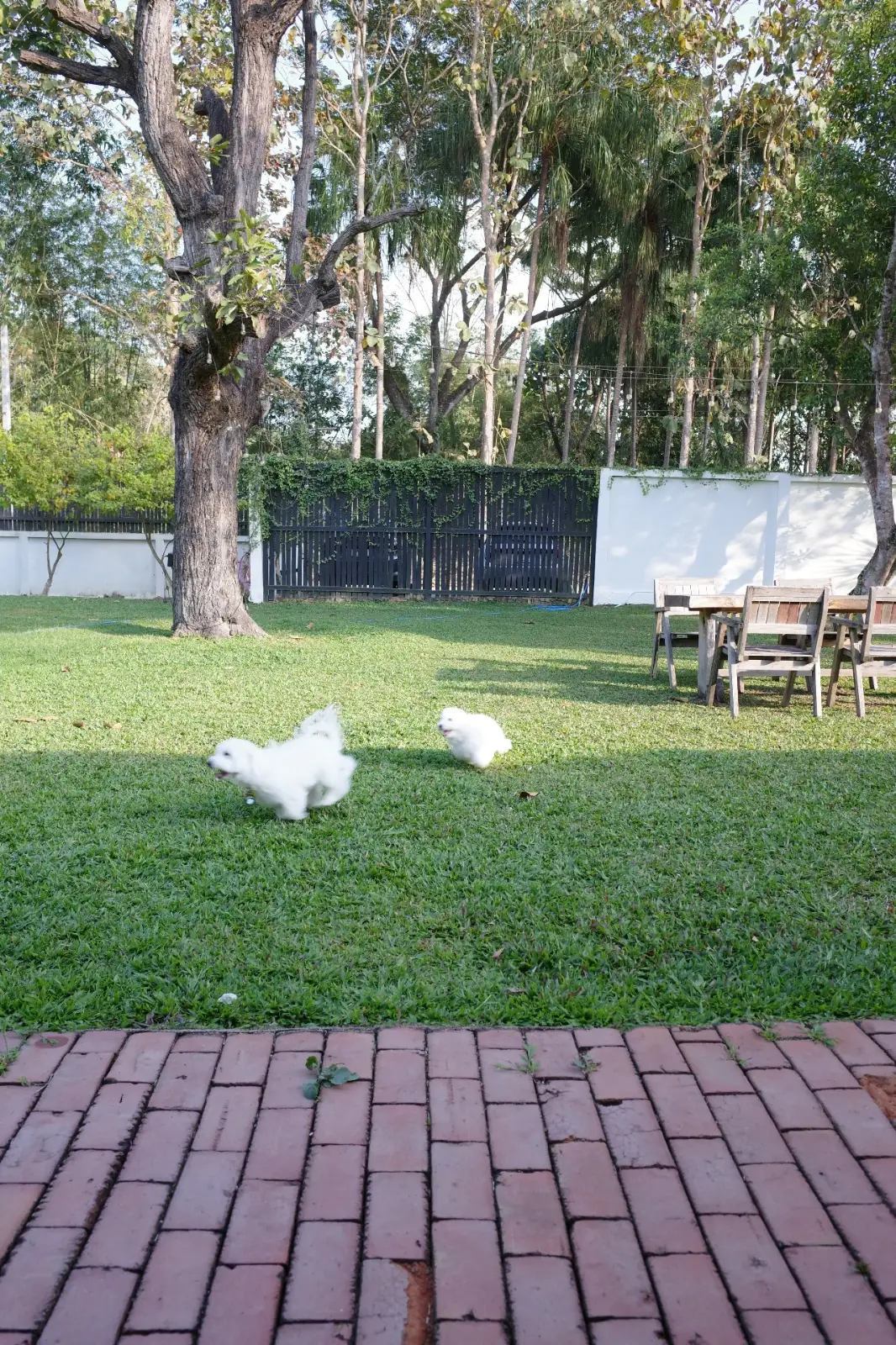 vanabu garden stay pets image 1