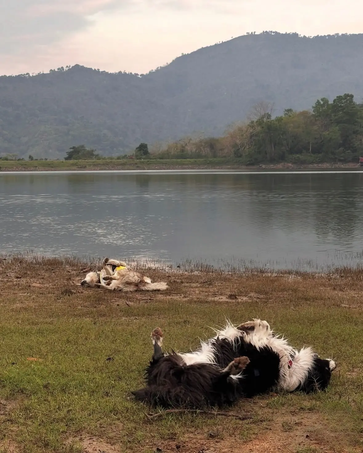 อ่างเก็บน้ำทรายทอง นครนายก pets image 10
