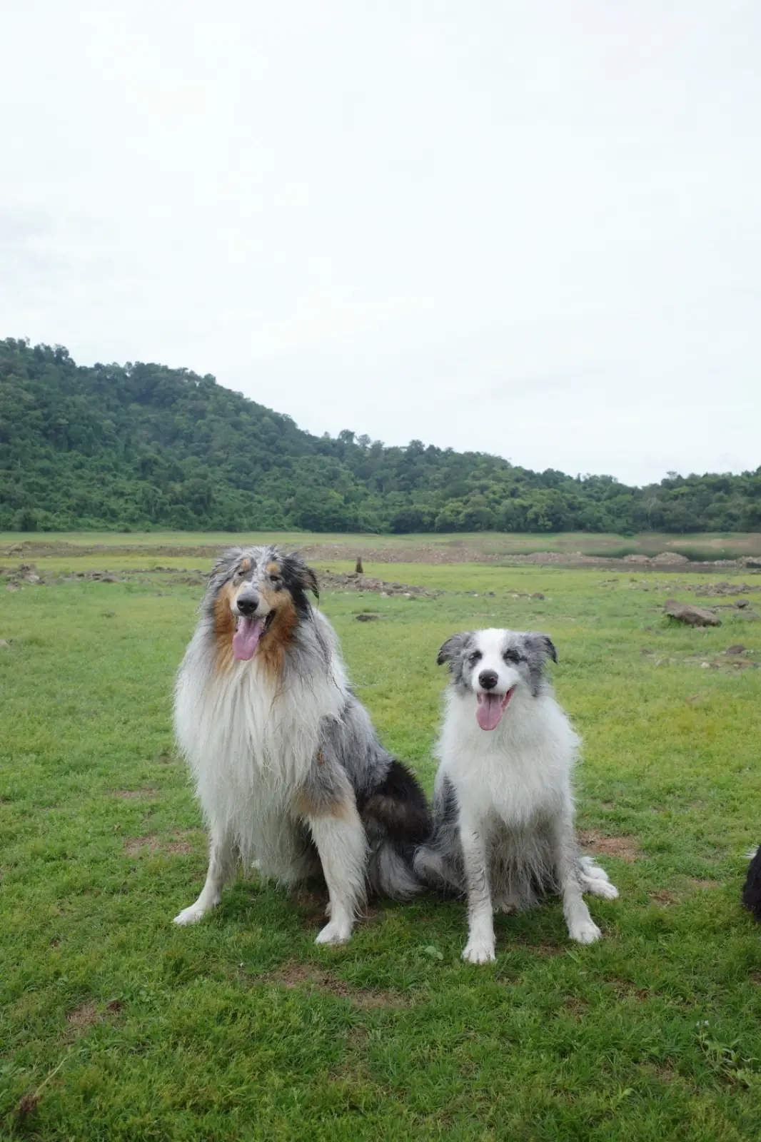 อ่างเก็บน้ำทรายทอง นครนายก pets image 7