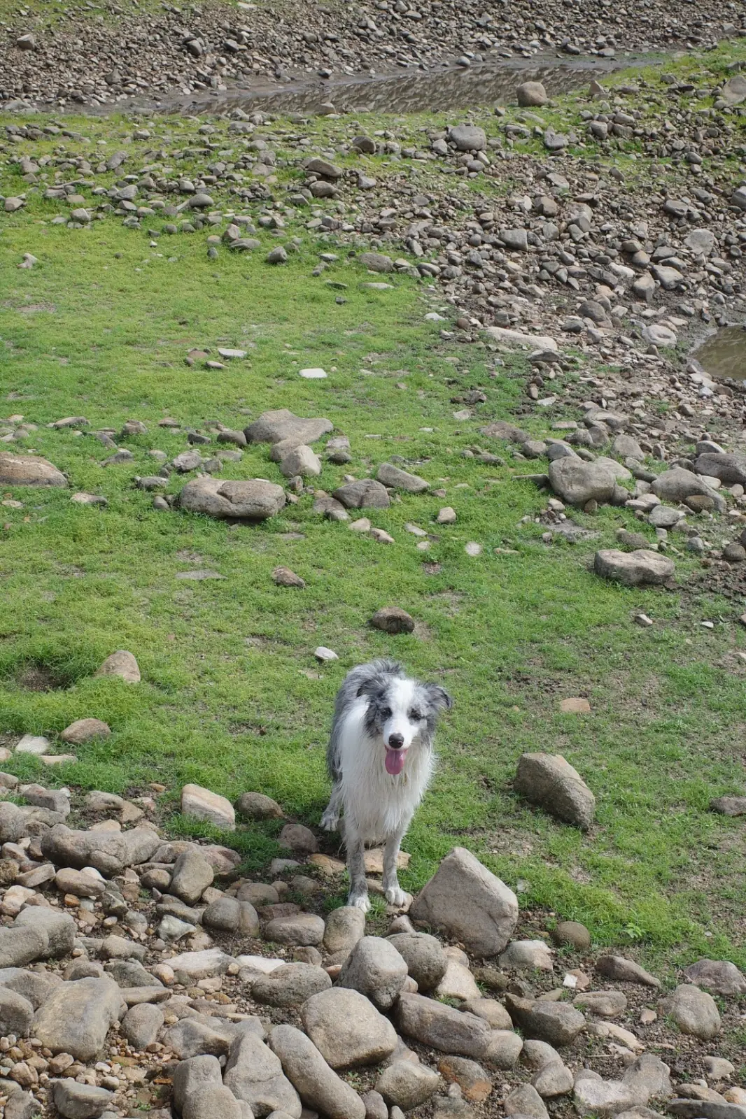อ่างเก็บน้ำทรายทอง นครนายก pets image 8