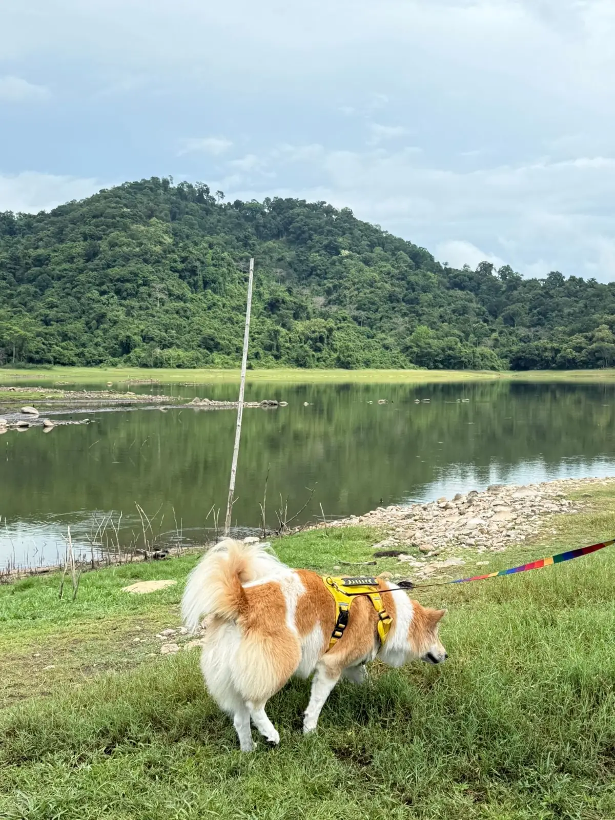 อ่างเก็บน้ำทรายทอง นครนายก pets image 4