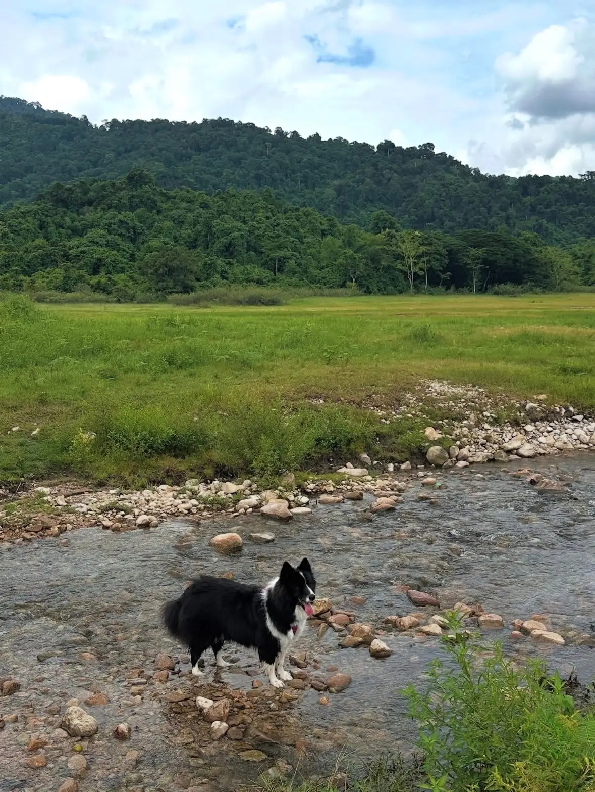 อ่างเก็บน้ำทรายทอง นครนายก pets image 16