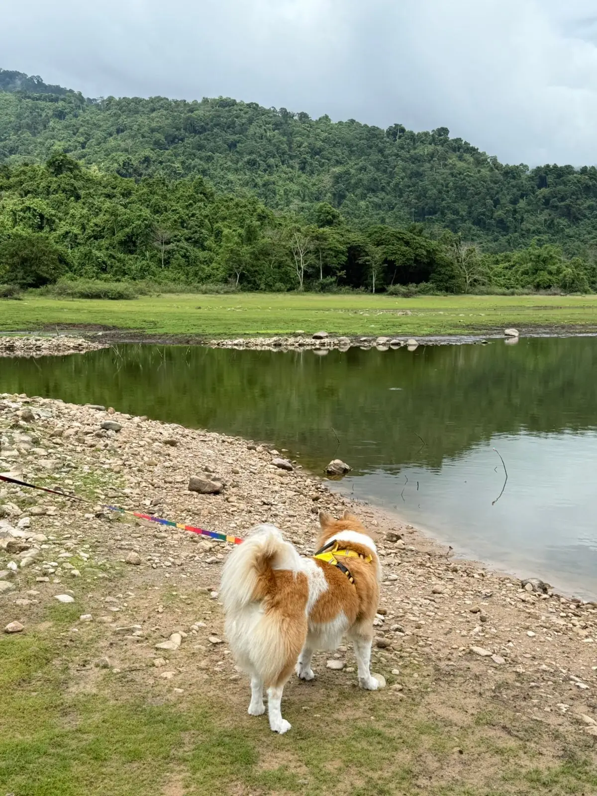 อ่างเก็บน้ำทรายทอง นครนายก pets image 5