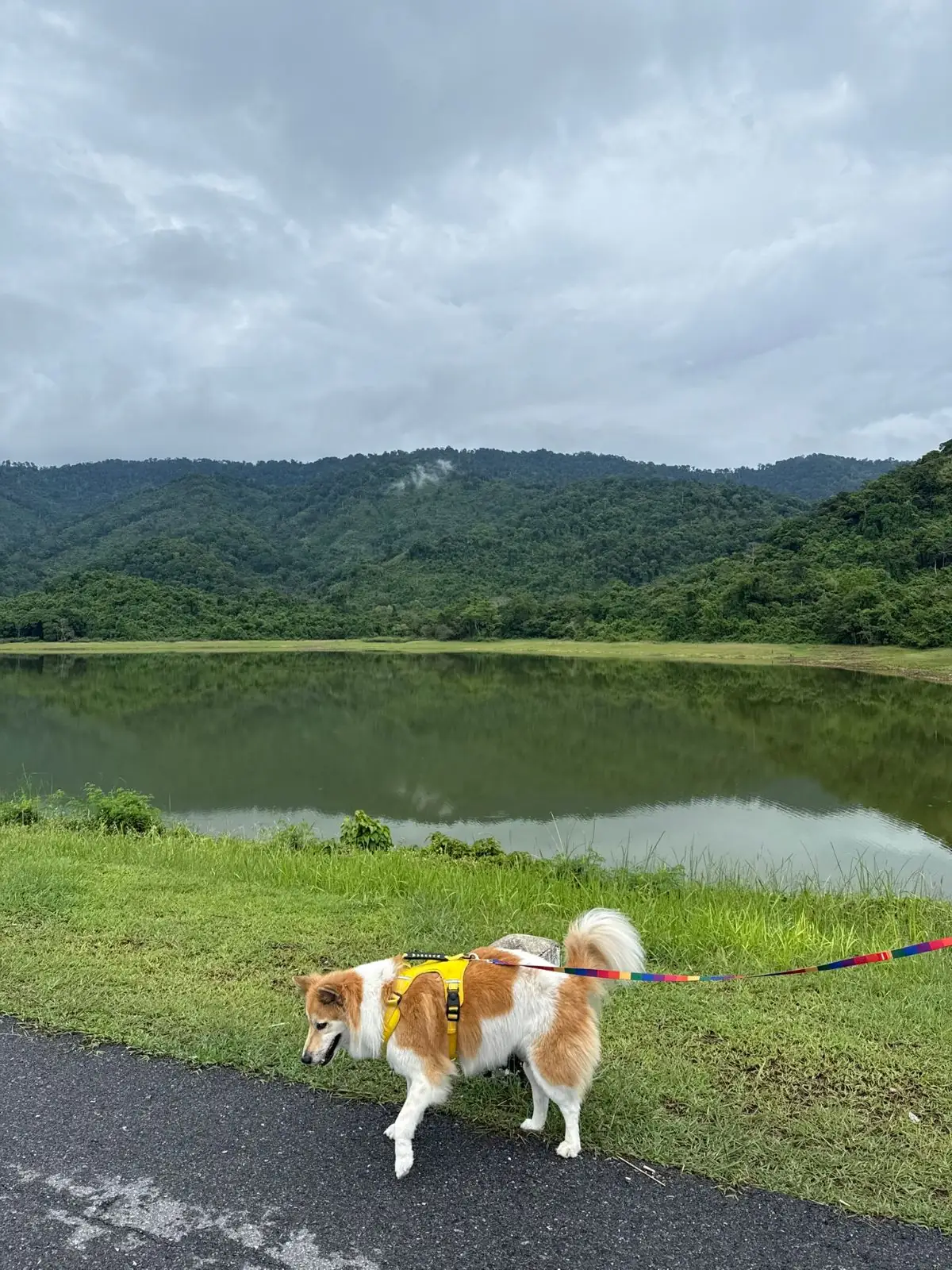 อ่างเก็บน้ำทรายทอง นครนายก pets image 2