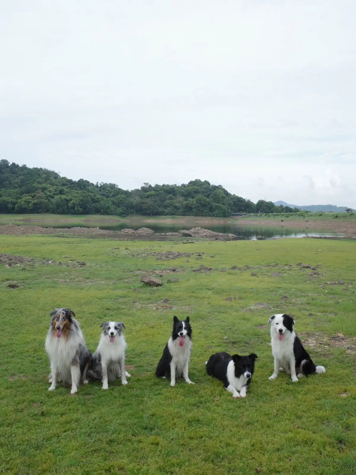 อ่างเก็บน้ำทรายทอง นครนายก pets image 11