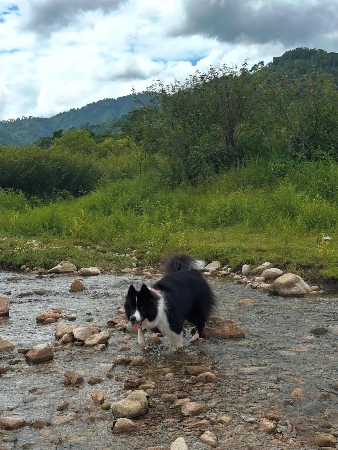 อ่างเก็บน้ำทรายทอง นครนายก pets image 9