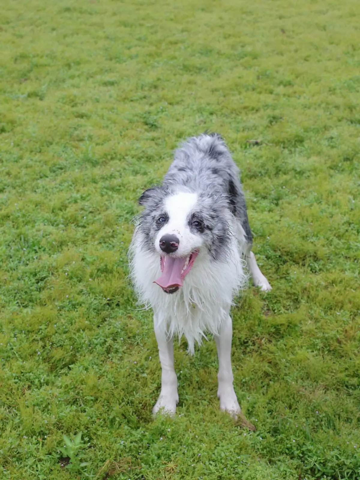 อ่างเก็บน้ำทรายทอง นครนายก pets image 4