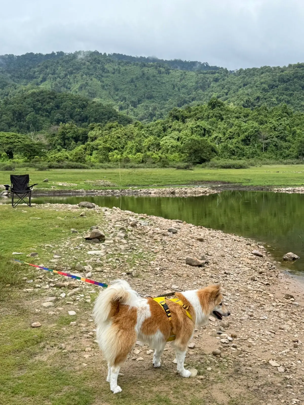 อ่างเก็บน้ำทรายทอง นครนายก pets image 1