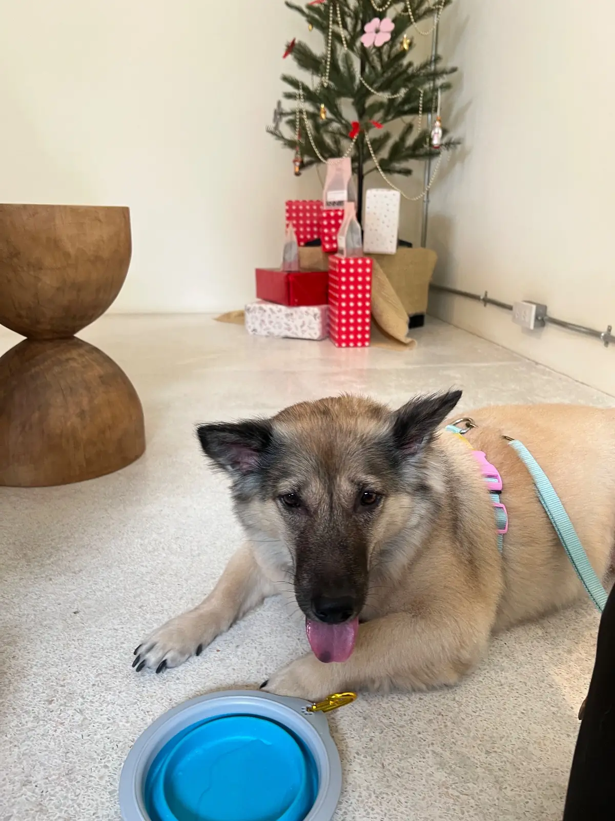 Annie Coffee Roaster Factory pets image 2