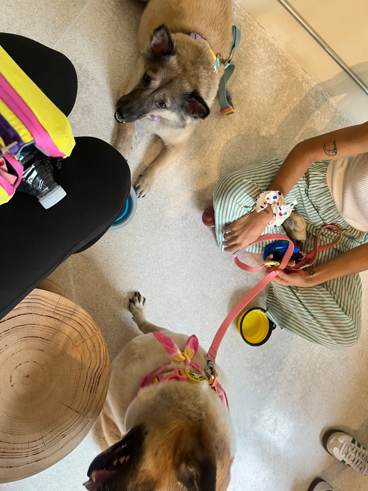 Annie Coffee Roaster Factory pets image 1