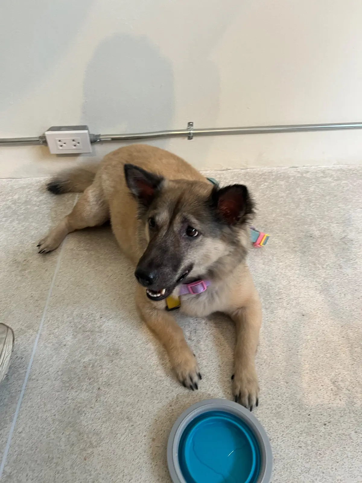 Annie Coffee Roaster Factory pets image 3