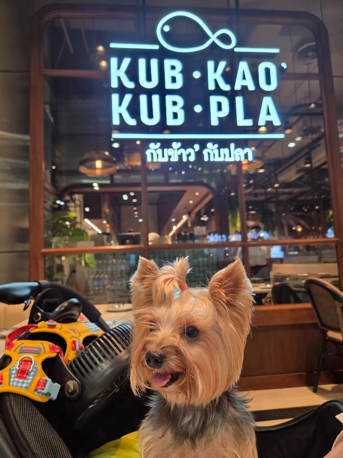 กับข้าว' กับปลา - Central Eastville pets image 1