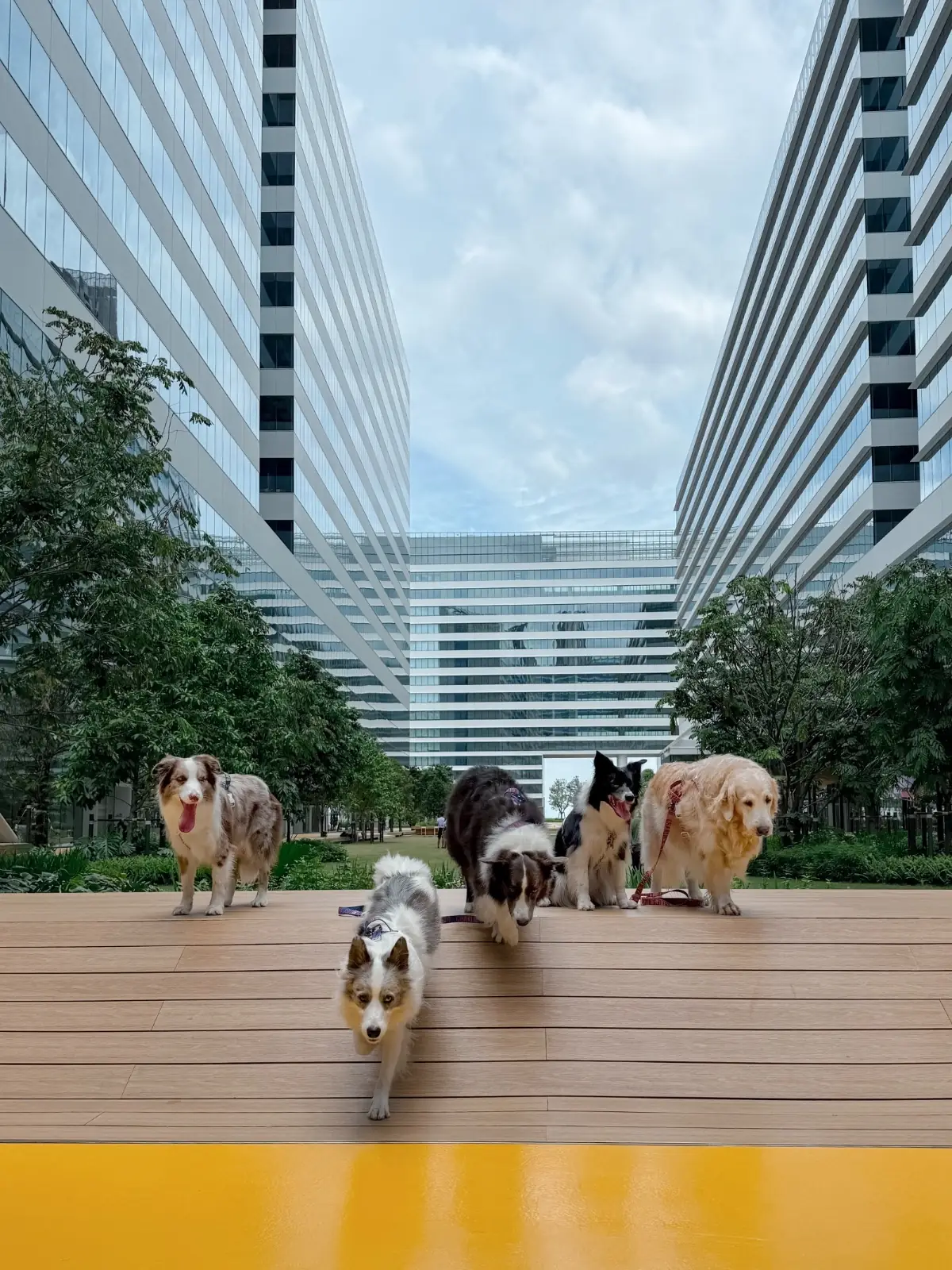 คลาวด์ 11 pets image 6