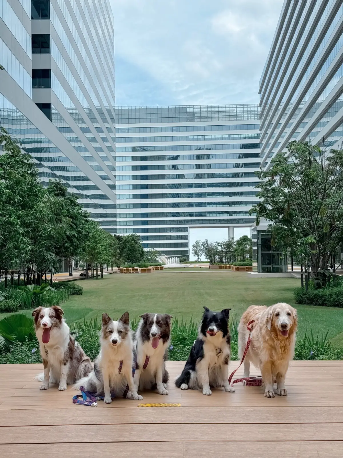 คลาวด์ 11 pets image 3