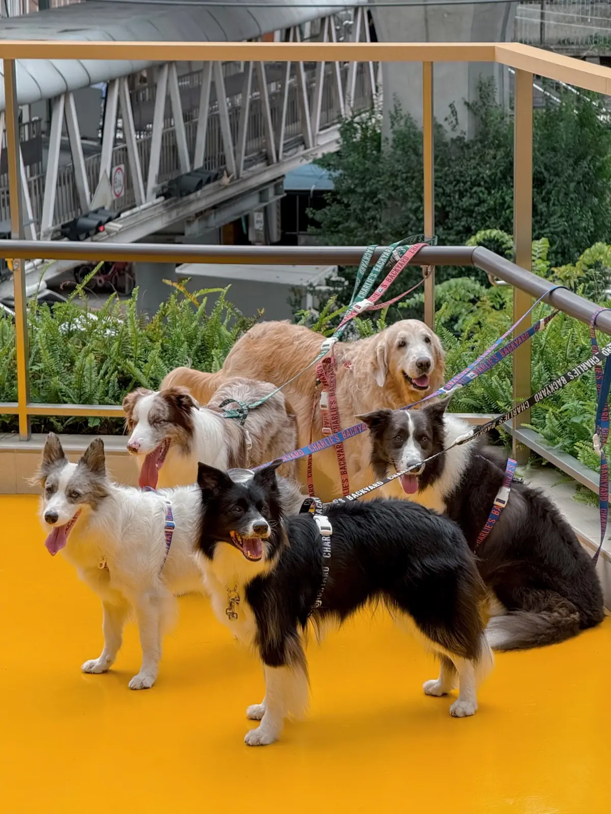 คลาวด์ 11 pets image 5