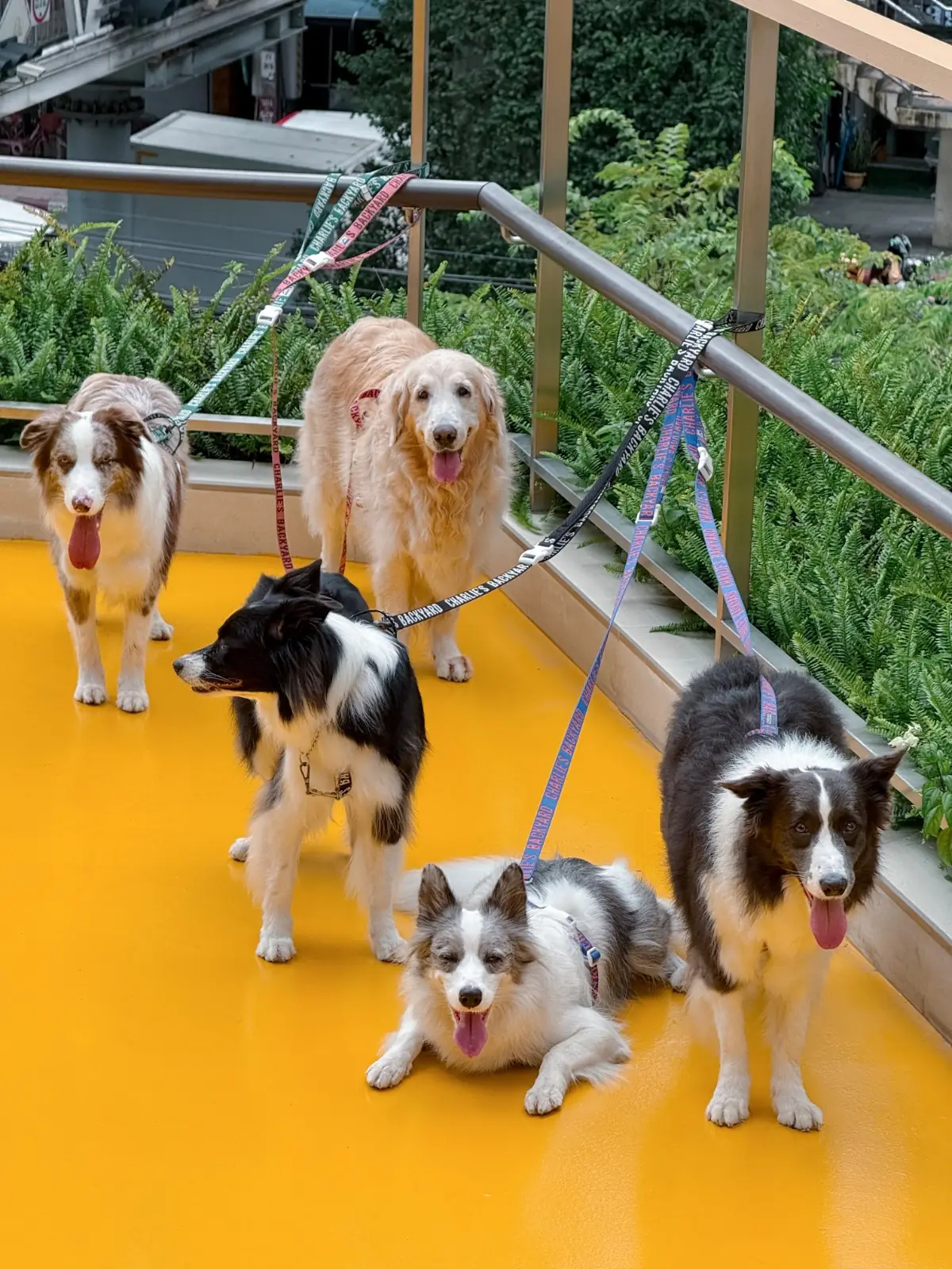 คลาวด์ 11 pets image 4