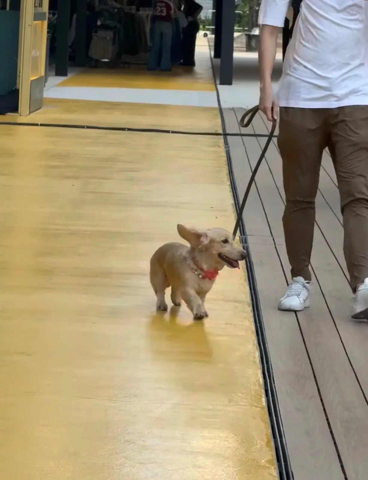 คลาวด์ 11 pets image 1