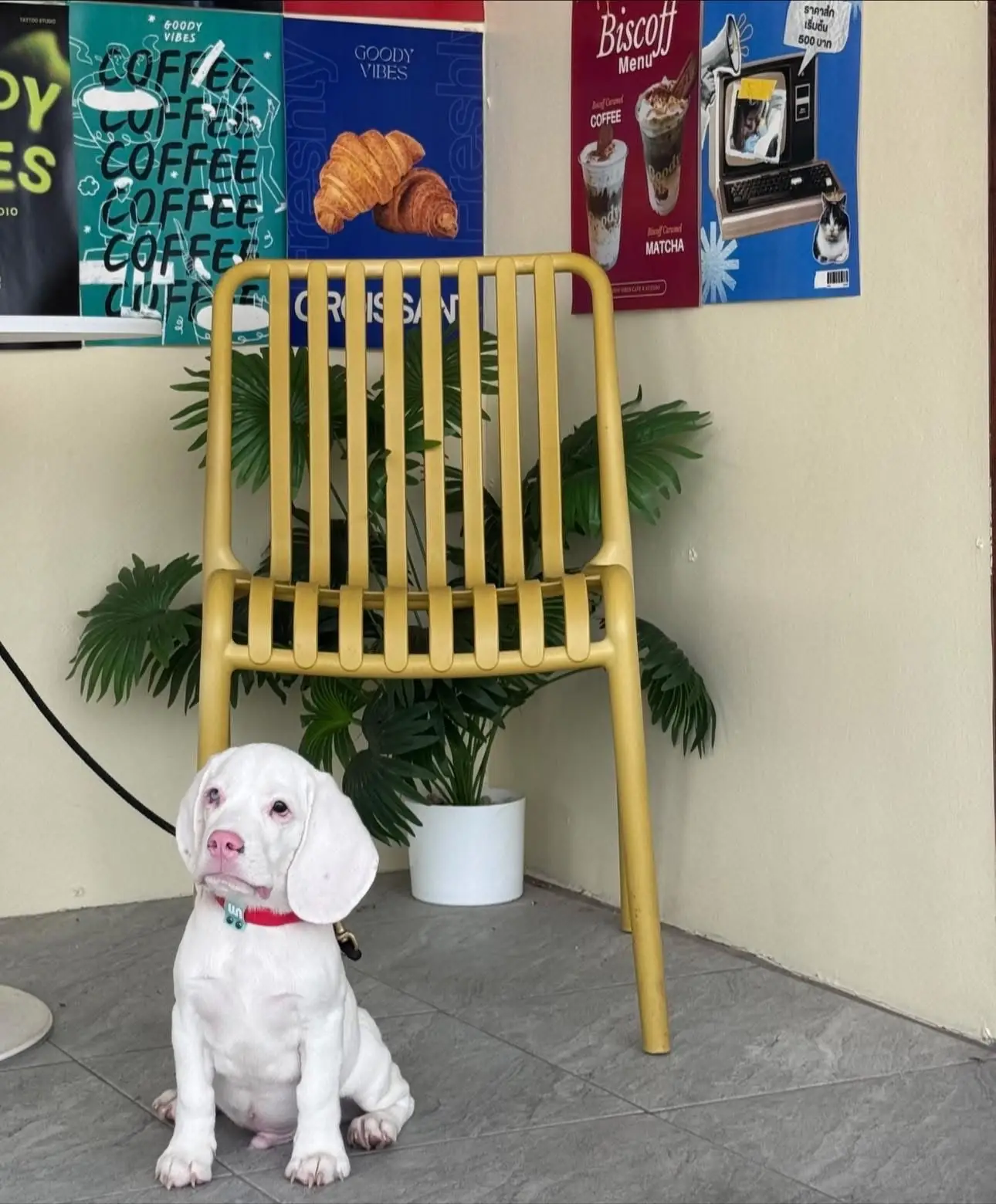 Goody Vibes pets image 1
