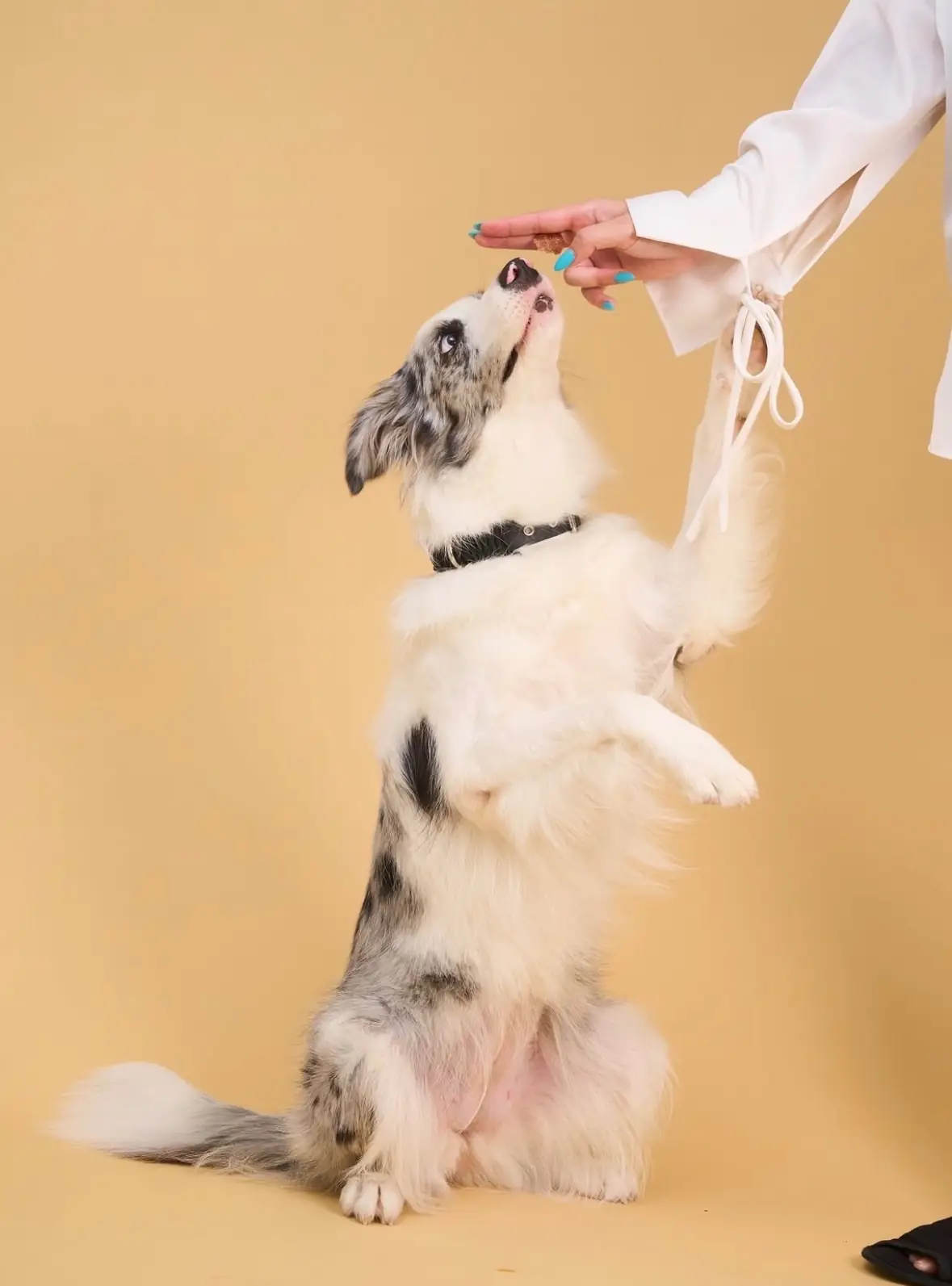 Cuddle Capture Studio pets image 1