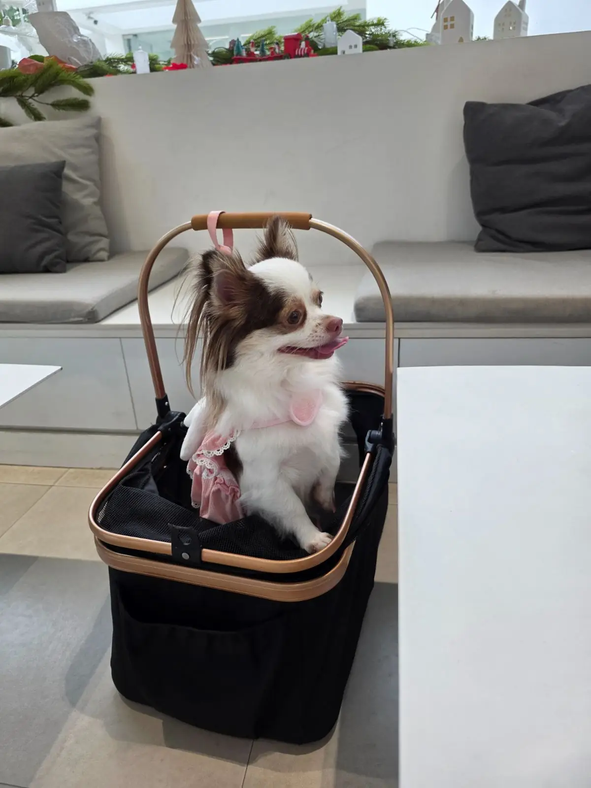 dash.space pets image 1