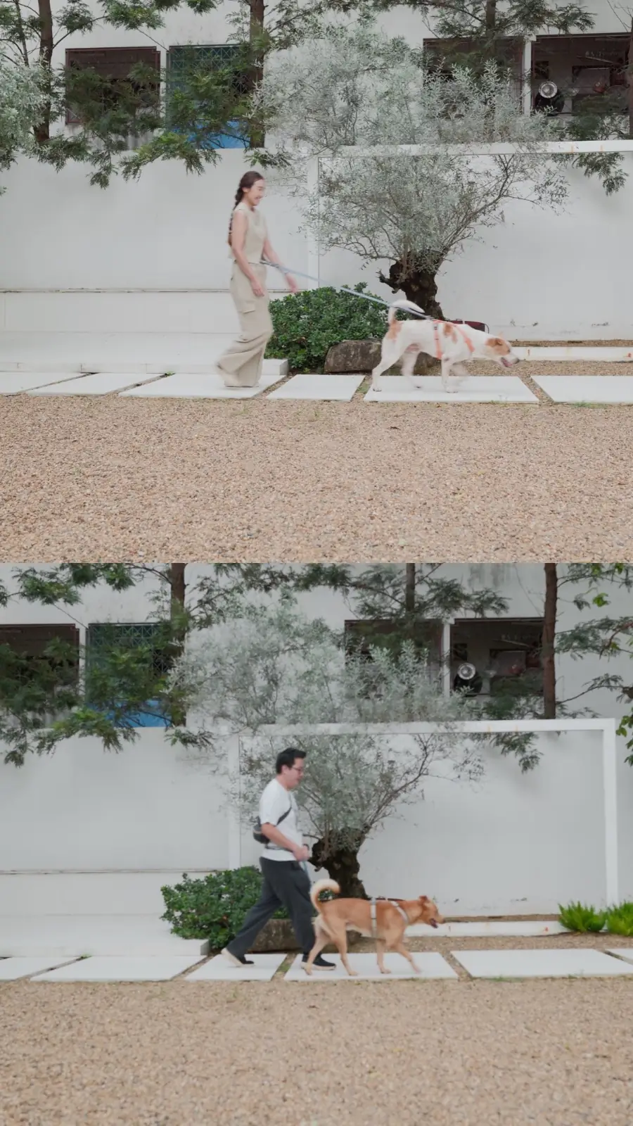 dash.space pets image 10