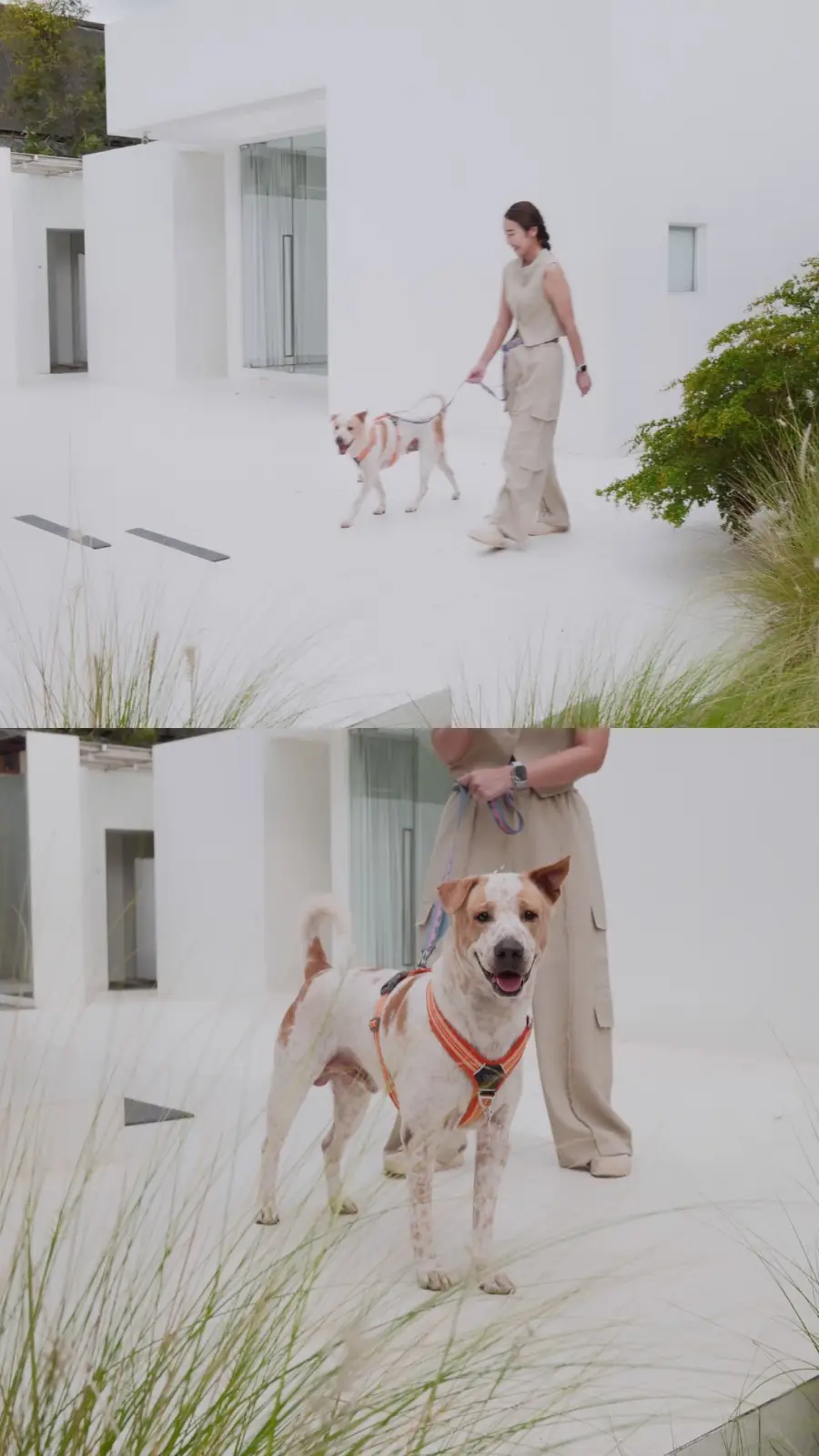 dash.space pets image 9