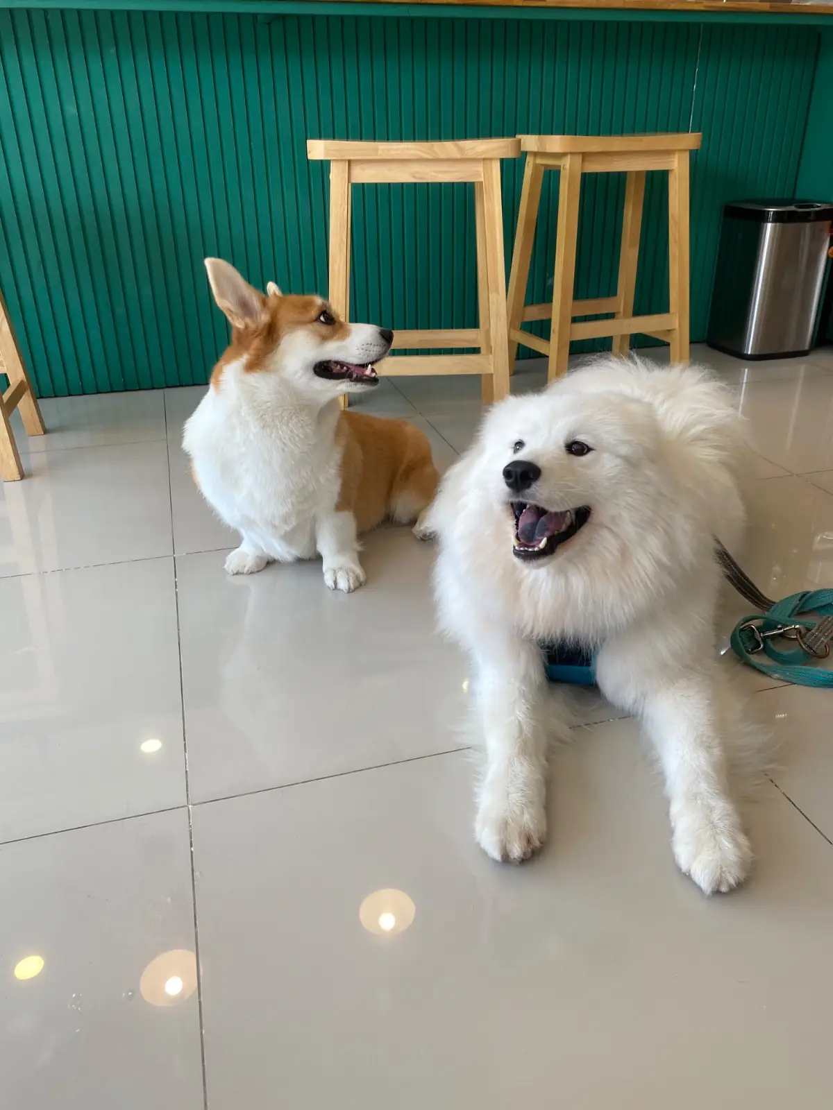 Cozy 32 pets image 1