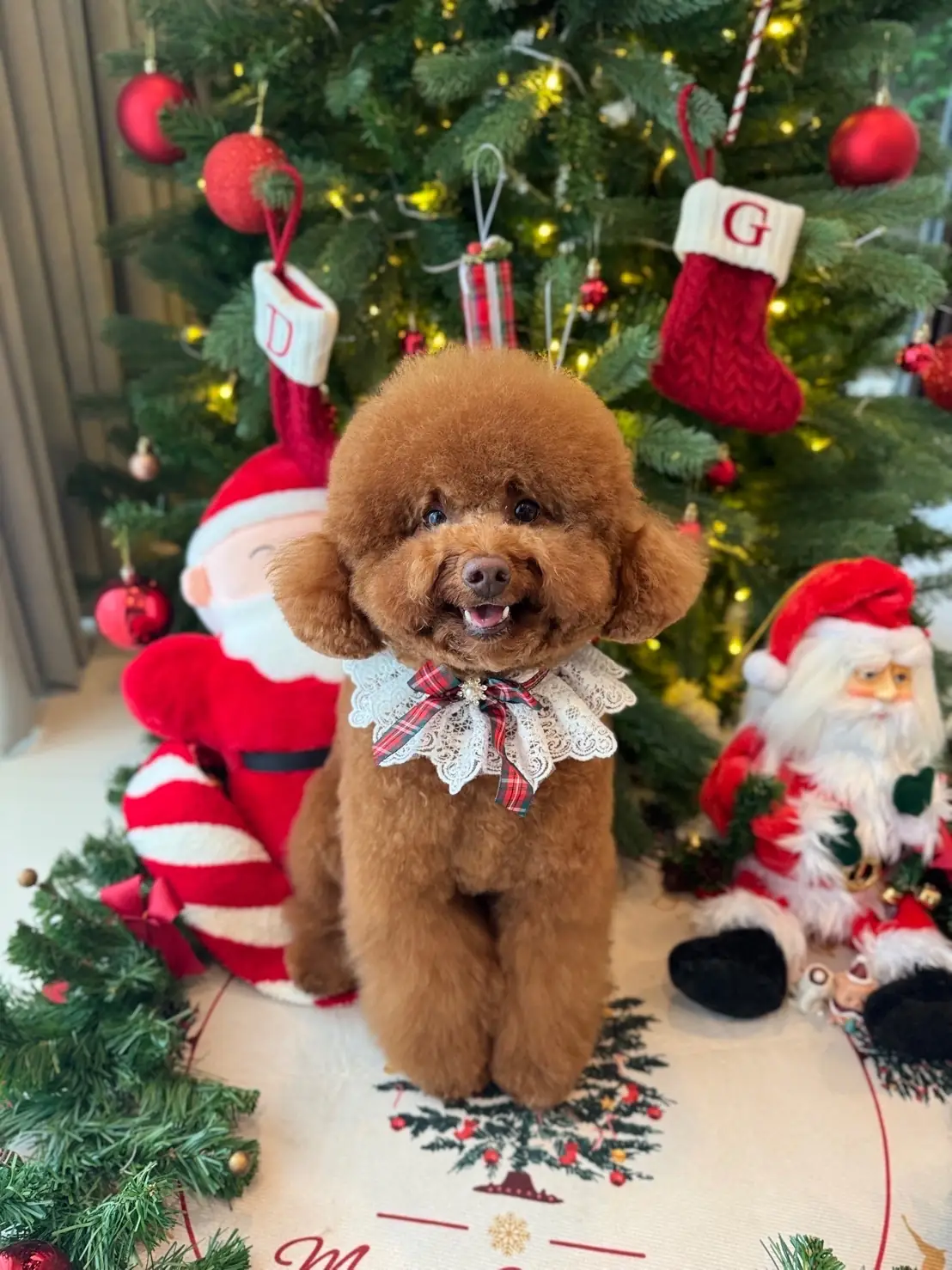 Dogholics Home pets image 1