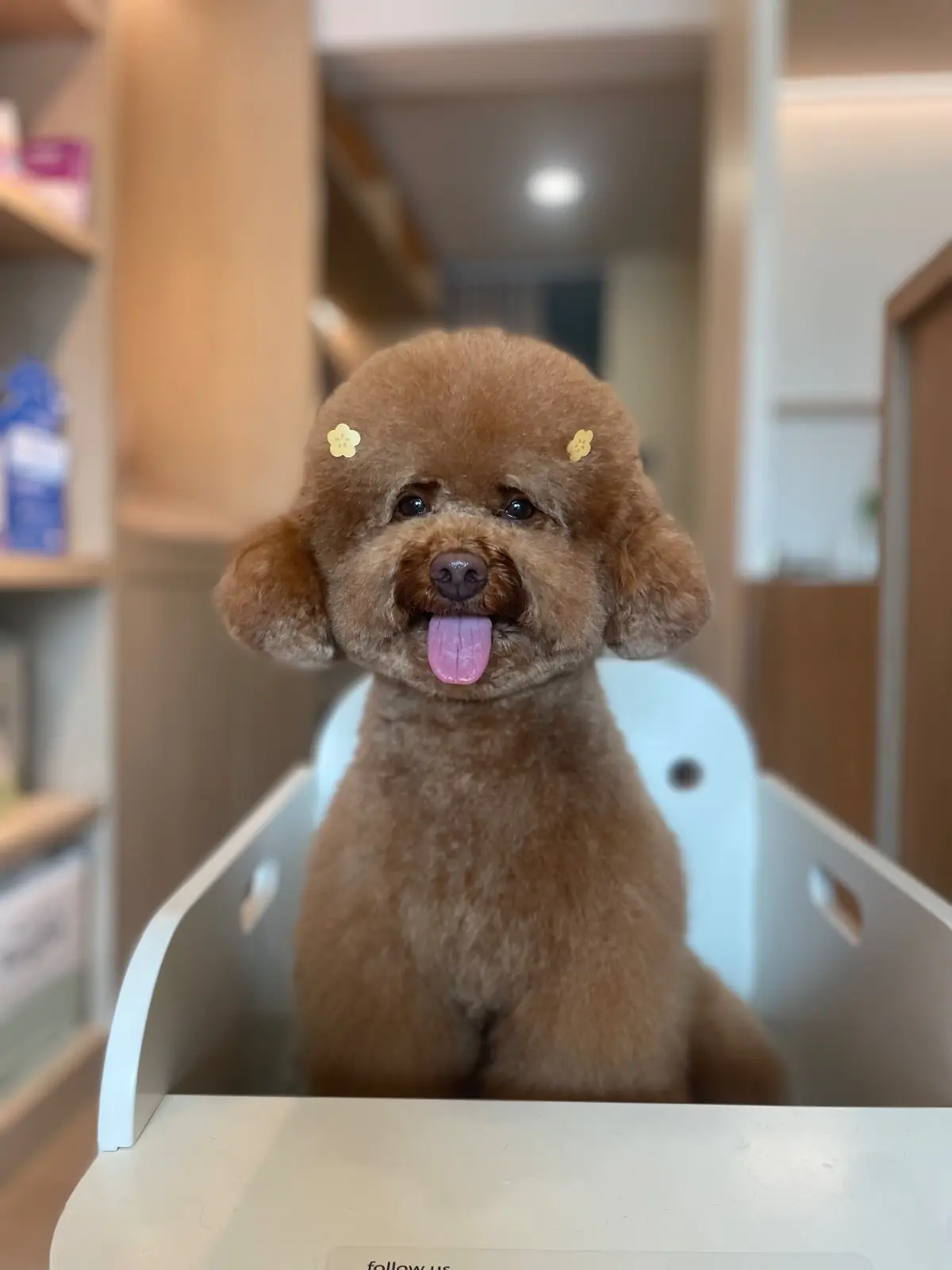 Dogholics Home pets image 2