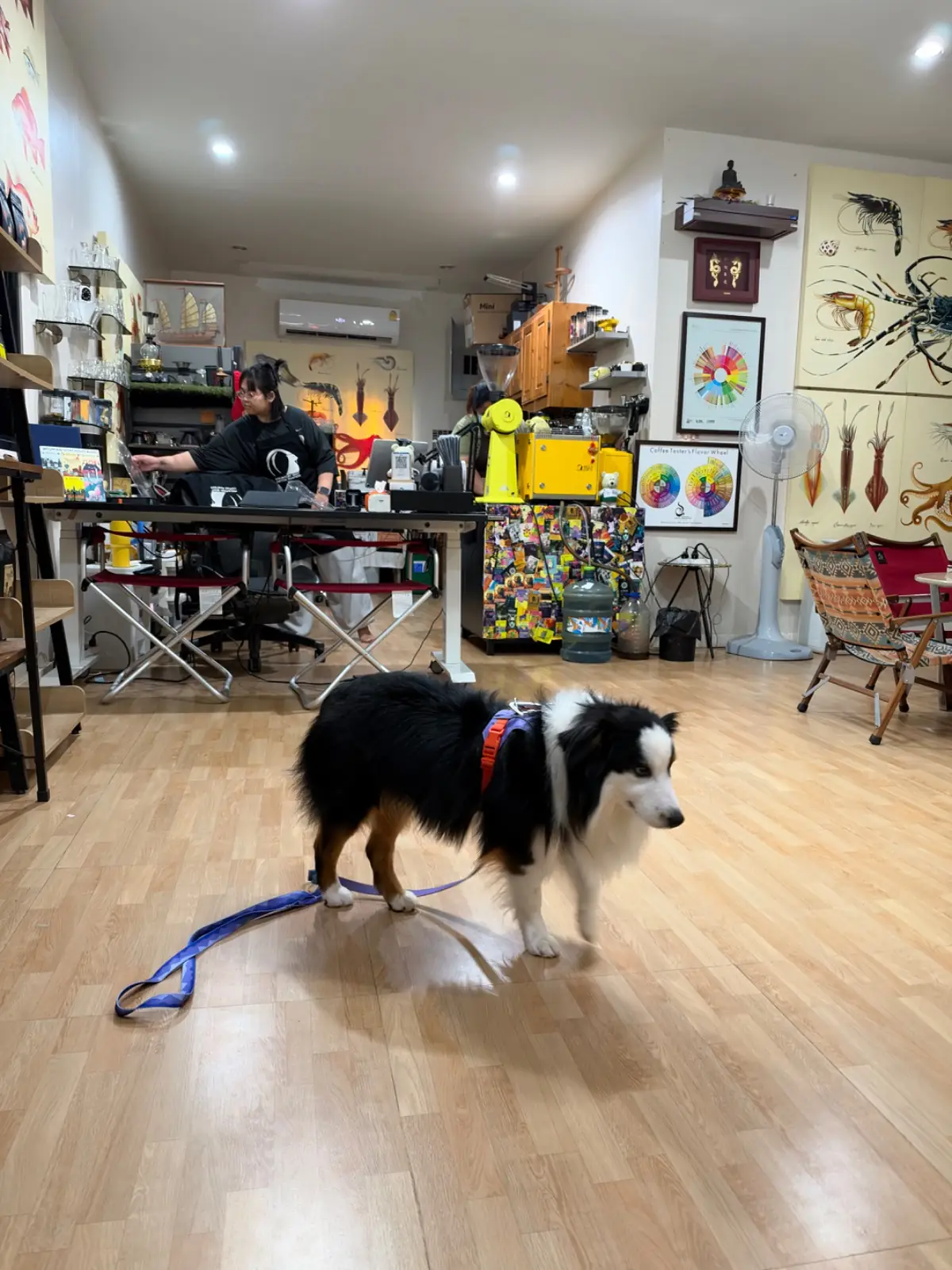 Mountain Goat Coffee Roasters - Khao Yai pets image 1